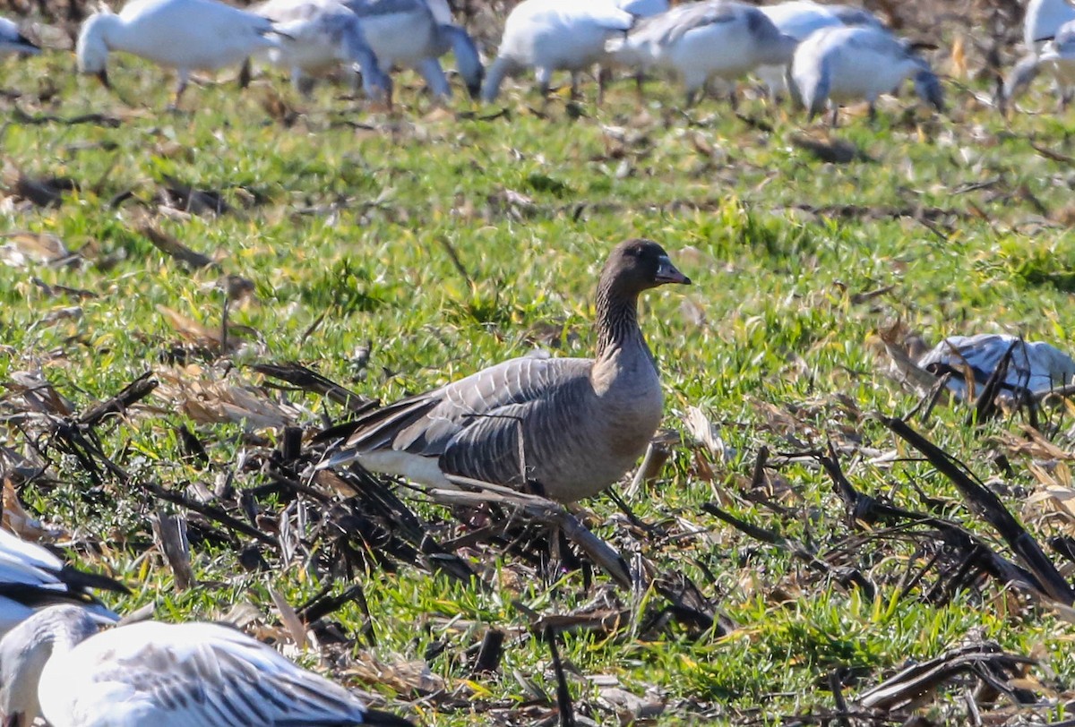 Pink-footed Goose - ML208699181