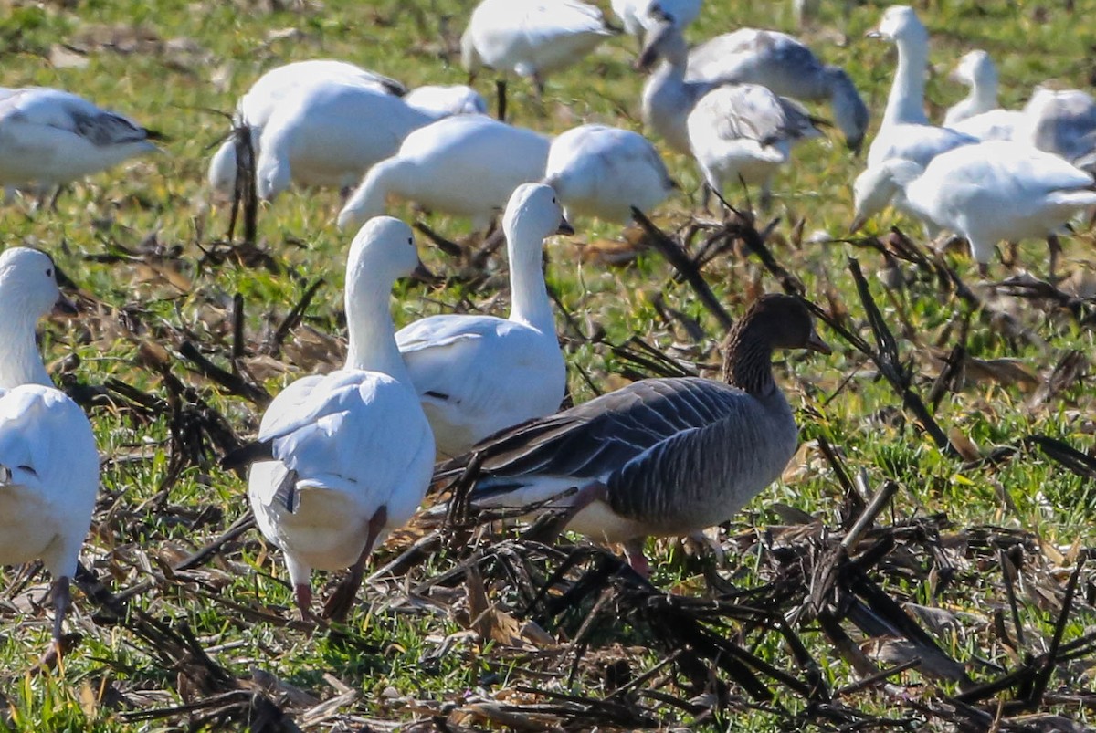 Pink-footed Goose - ML208699191
