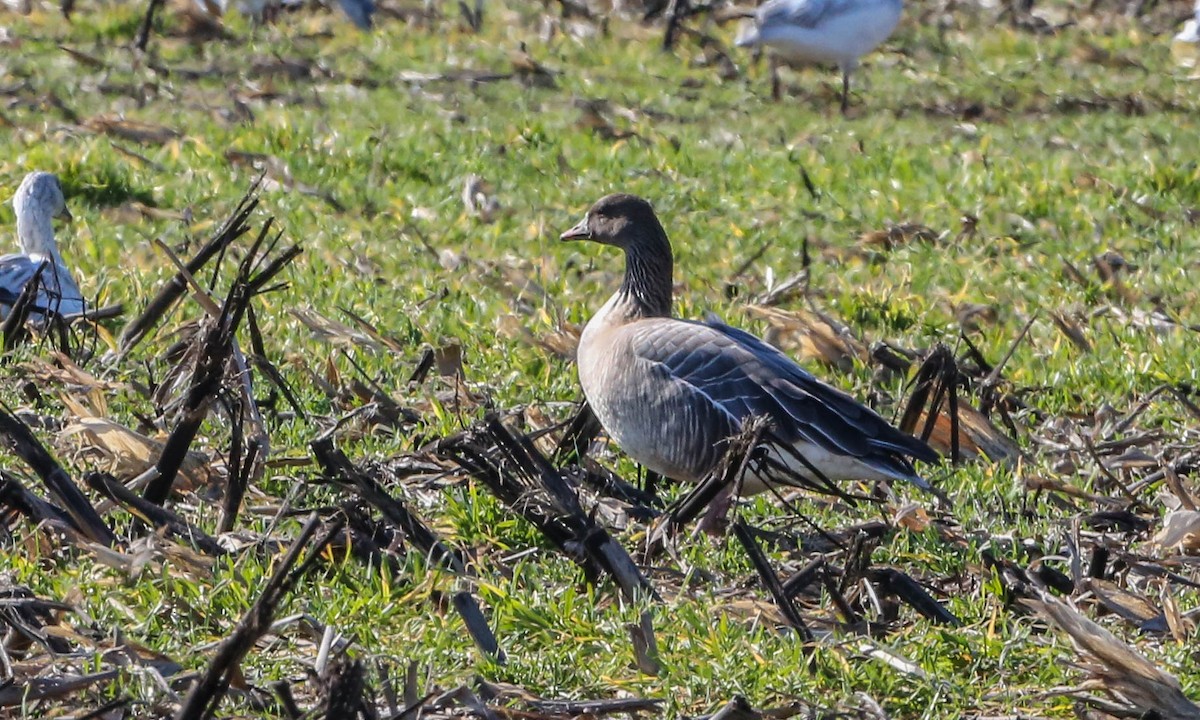 Pink-footed Goose - ML208699201