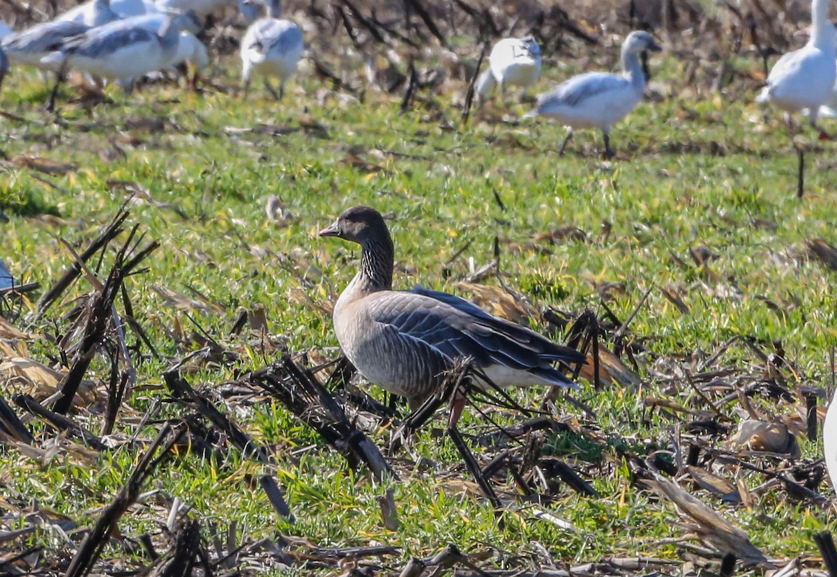 Pink-footed Goose - ML208699211
