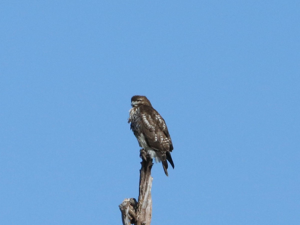 Red-tailed Hawk - ML208699531