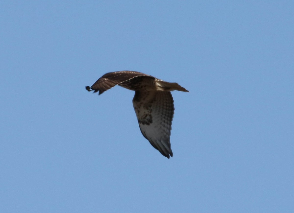 Red-tailed Hawk - ML208699541
