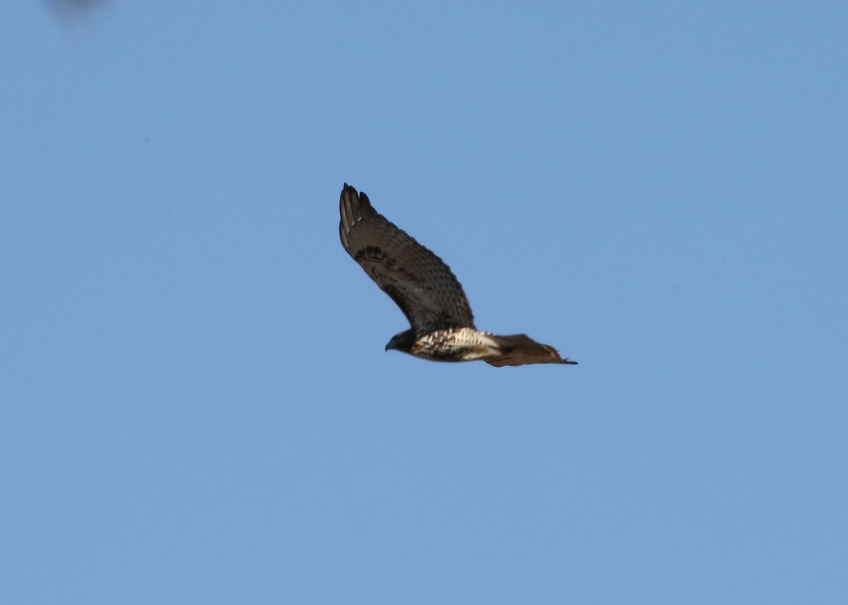 Red-tailed Hawk - ML208699551