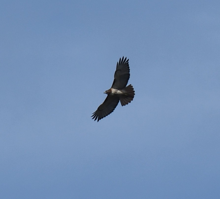 Red-tailed Hawk - ML208699891