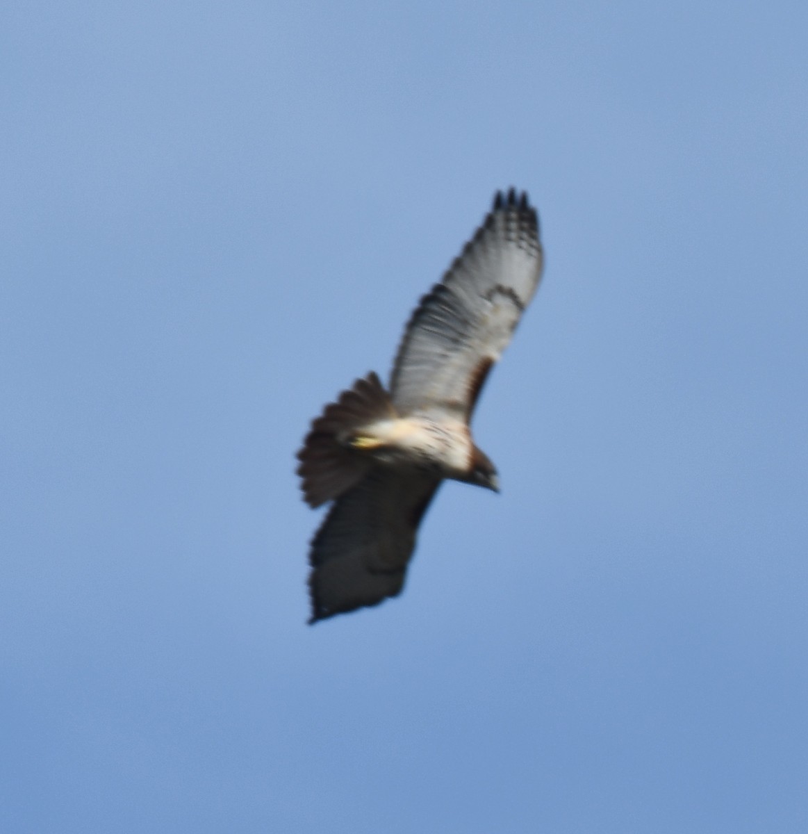 Red-tailed Hawk - ML208699941