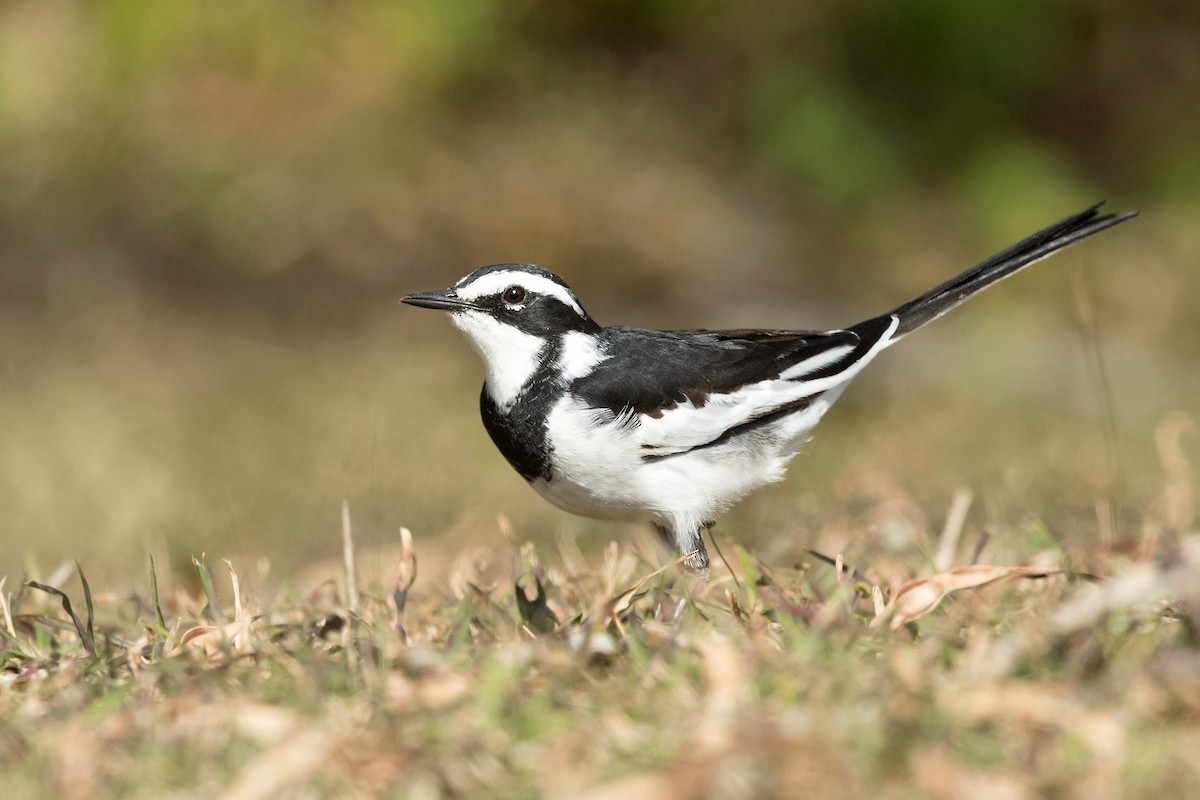 African Pied Wagtail - ML208706331