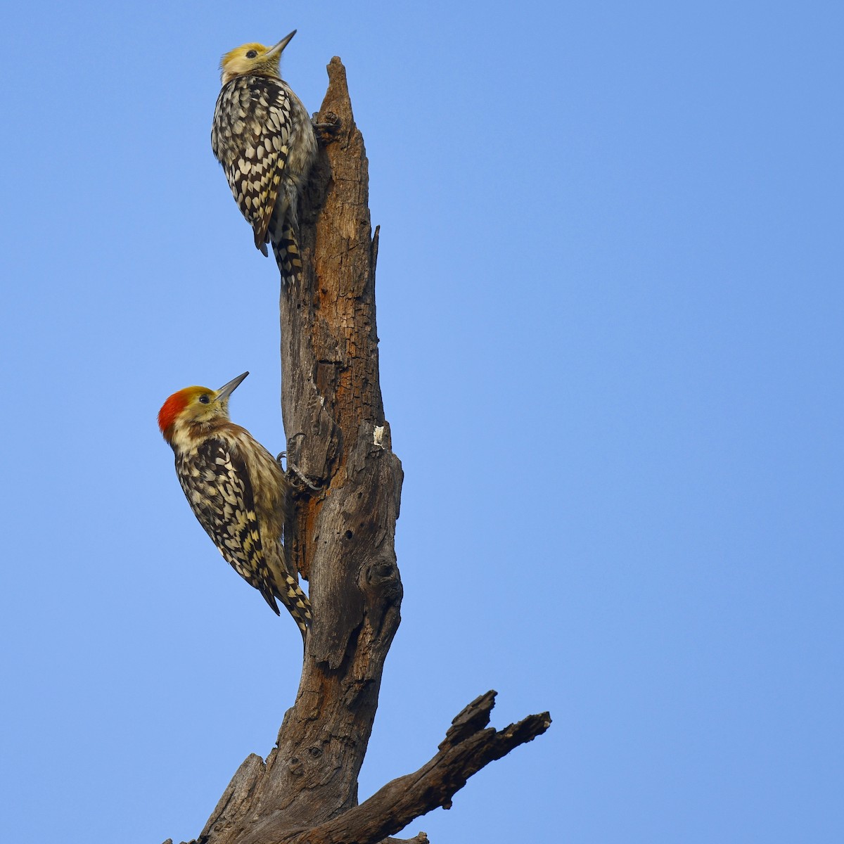 Yellow-crowned Woodpecker - ML208707751