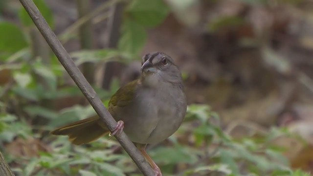 Green-backed Sparrow - ML208710001
