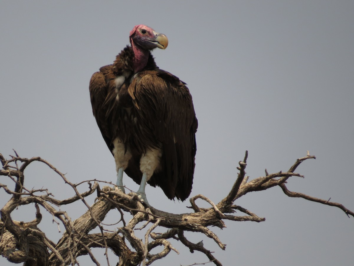 Lappet-faced Vulture - ML208710661
