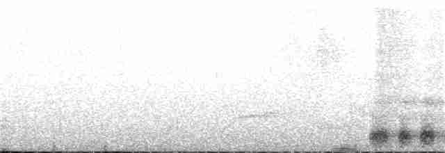 Серый павлиний фазан - ML208712951