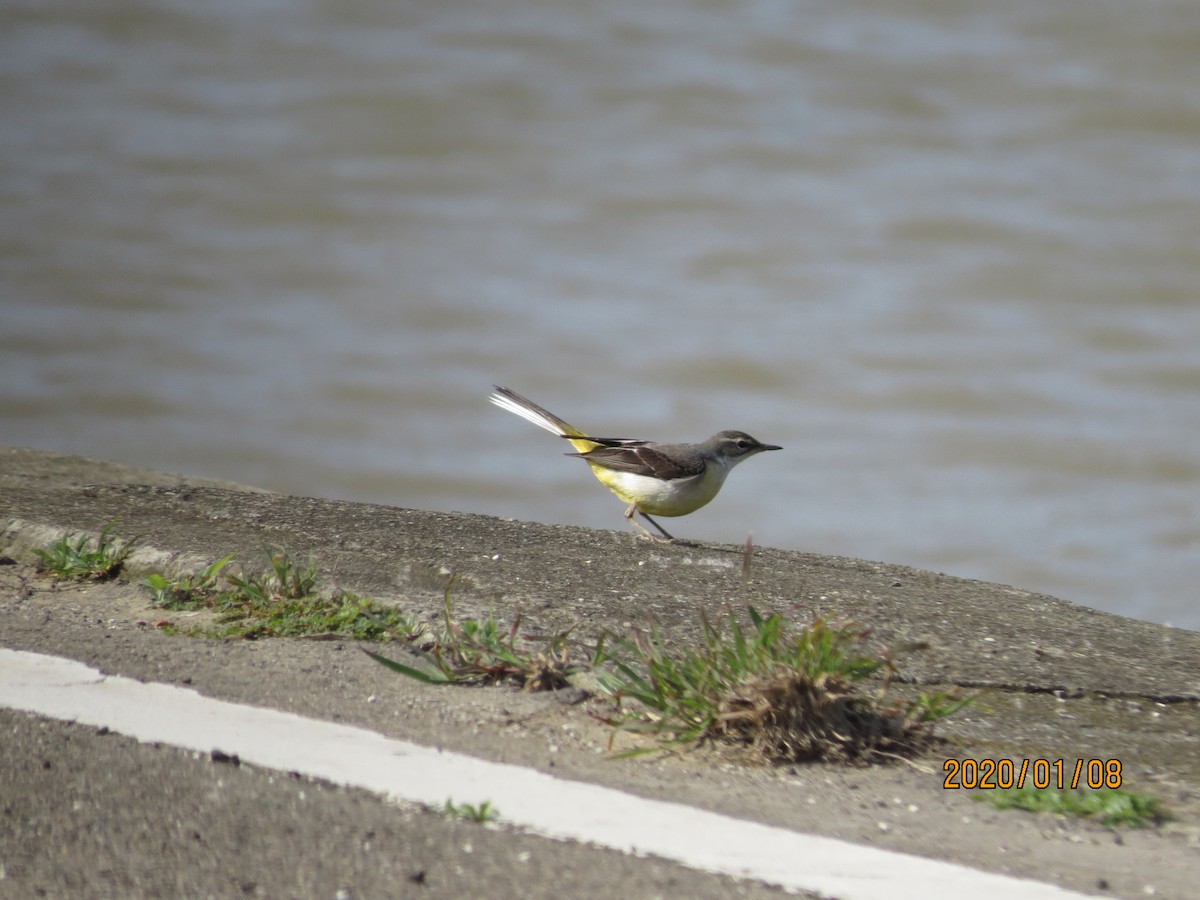 Gray Wagtail - 祥榮 李
