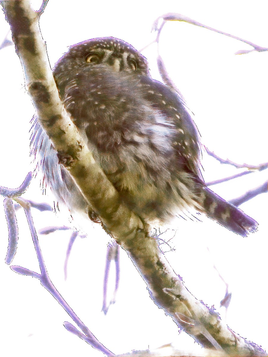 Northern Pygmy-Owl - ML208729301