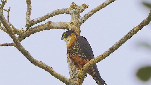 Orange-breasted Falcon - ML208731221