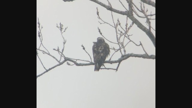 Red-tailed Hawk (Harlan's) - ML208731441