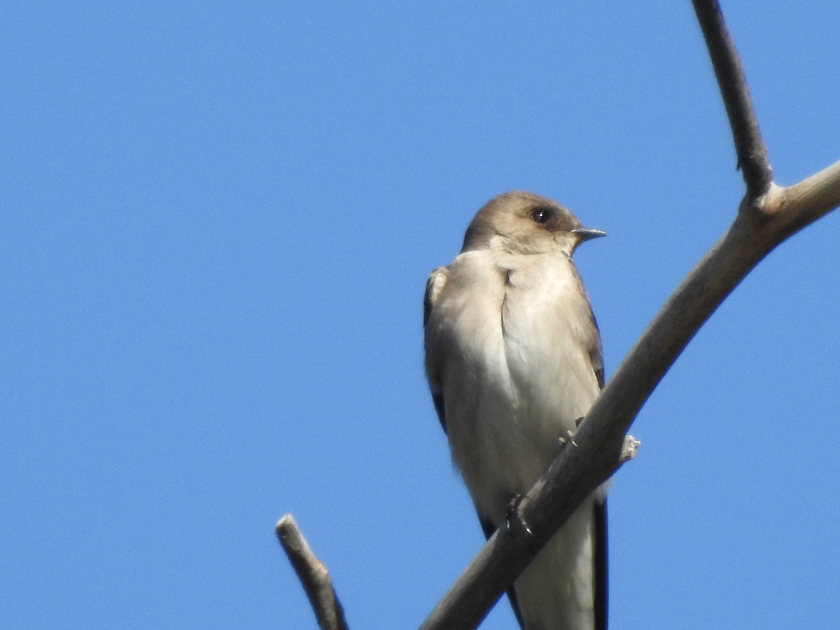 Northern Rough-winged Swallow - Keith Condon