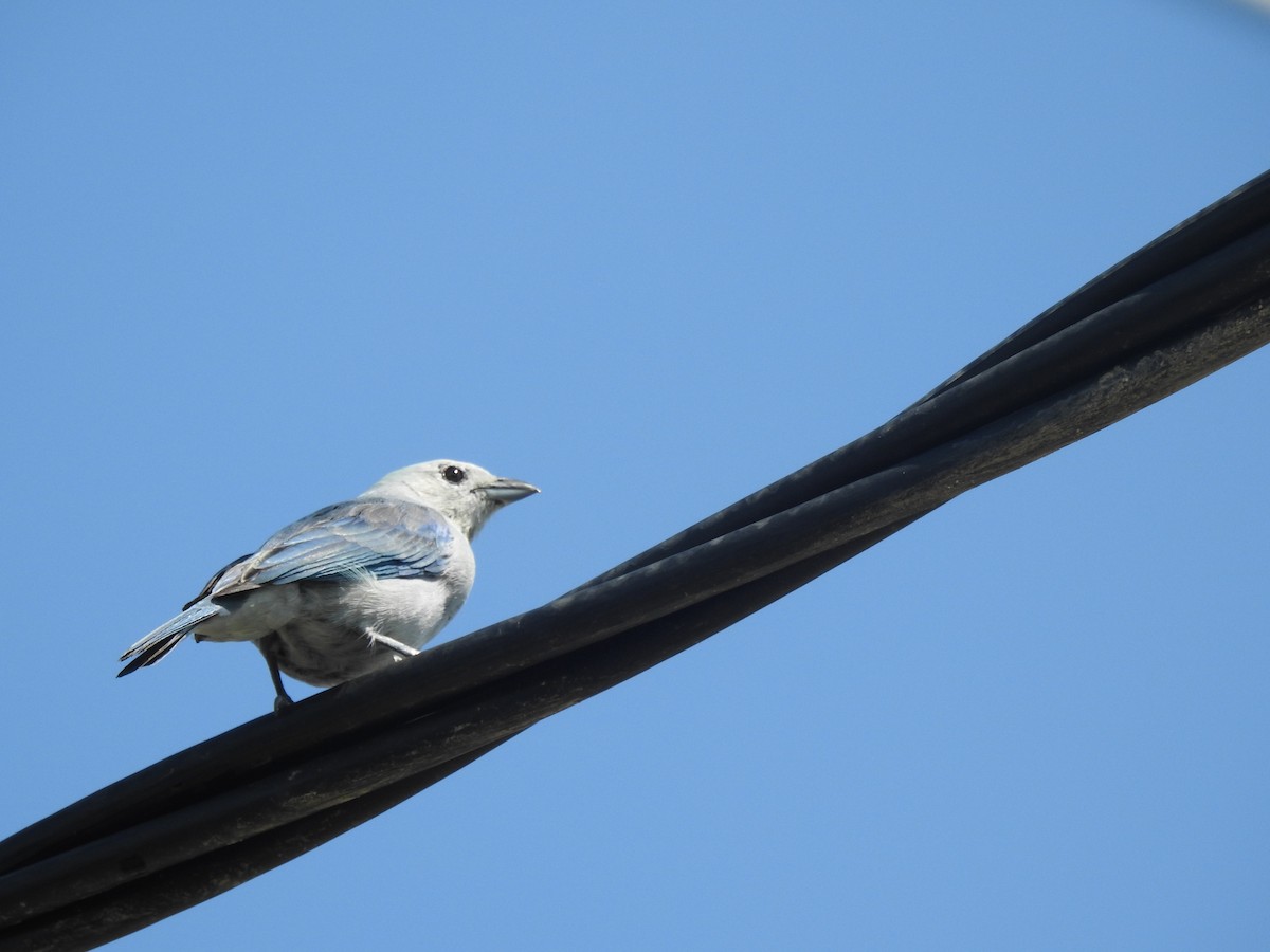Blue-gray Tanager - ML208735831