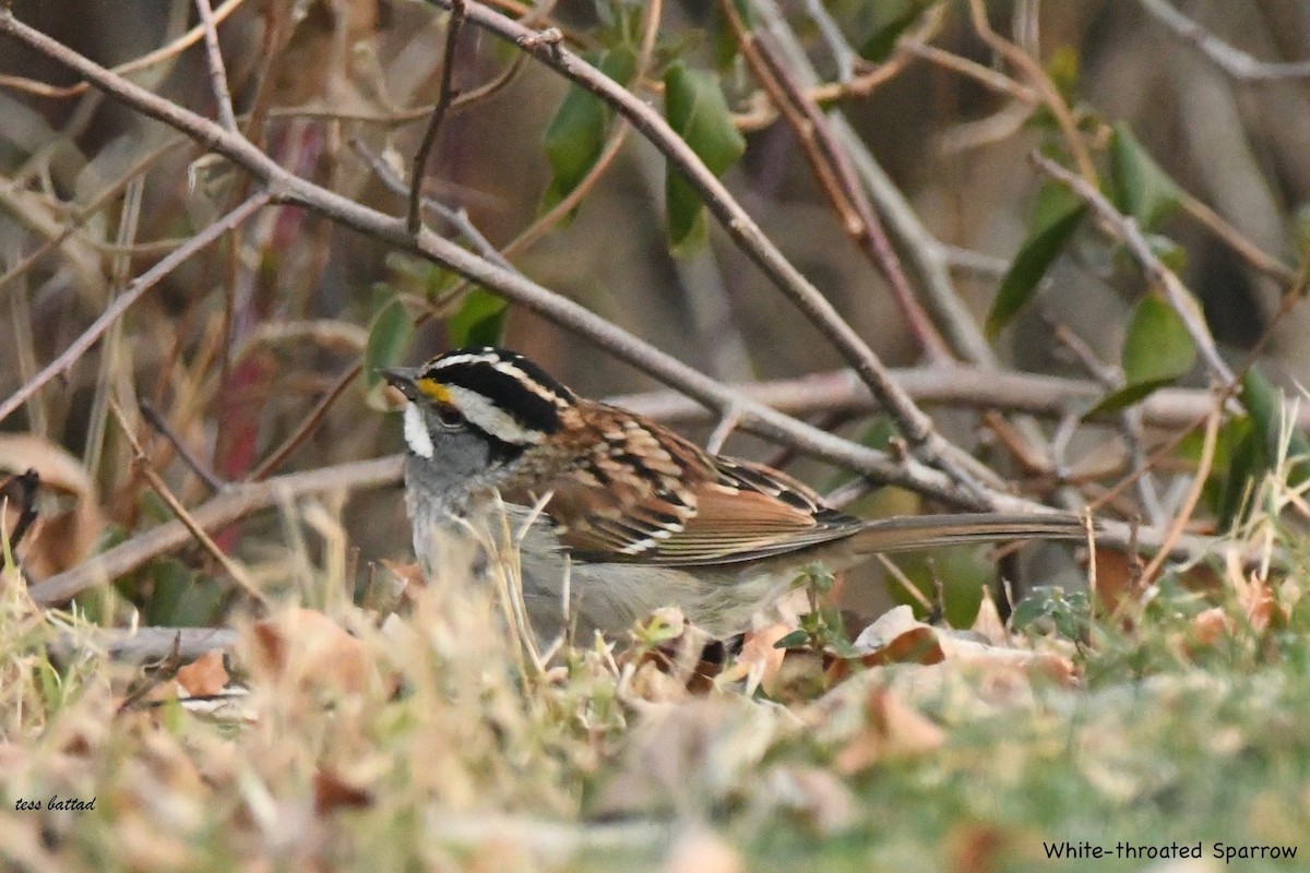 White-throated Sparrow - ML208737521