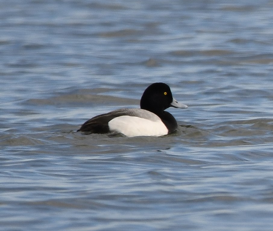 Greater Scaup - ML208737931