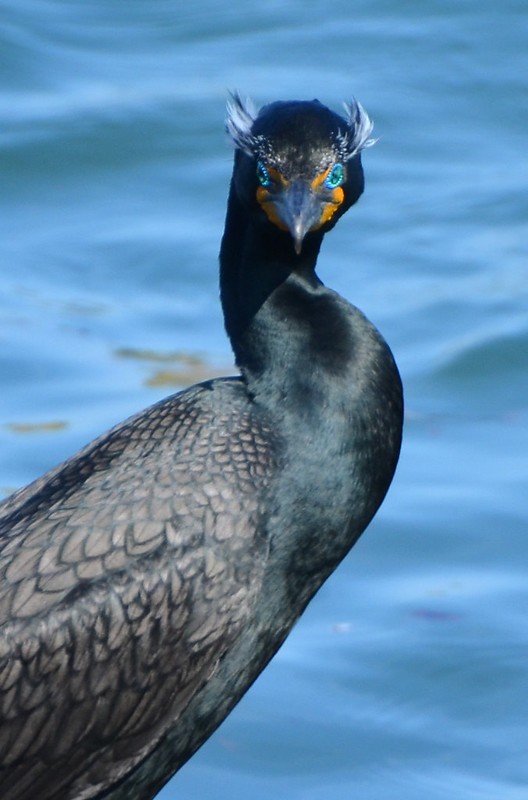 Double-crested Cormorant - Kevin Lapp