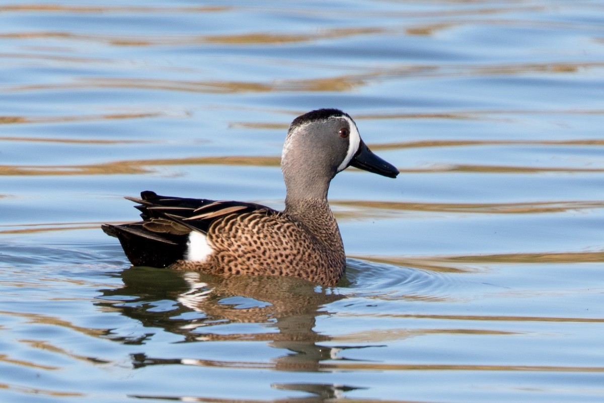 Blue-winged Teal - ML208740761