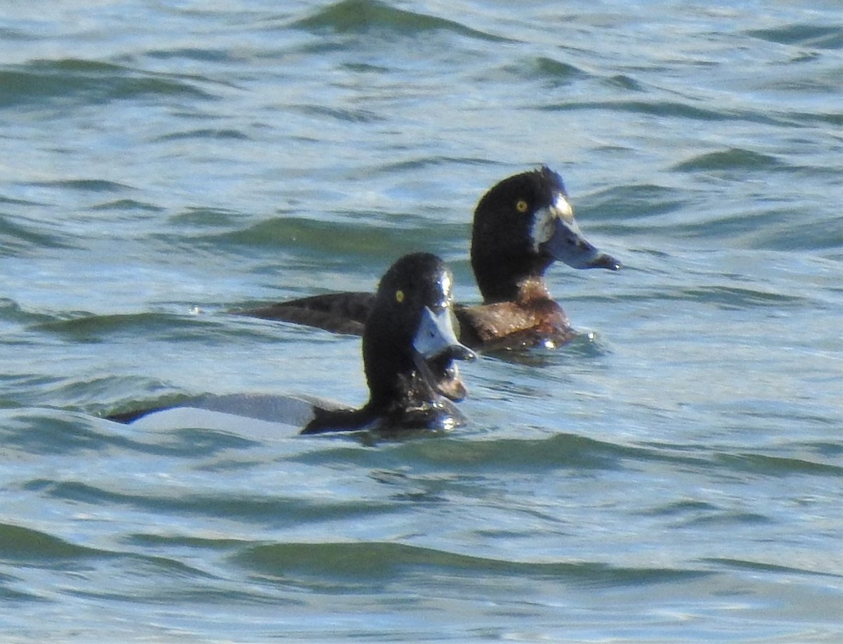 Greater Scaup - ML208743851
