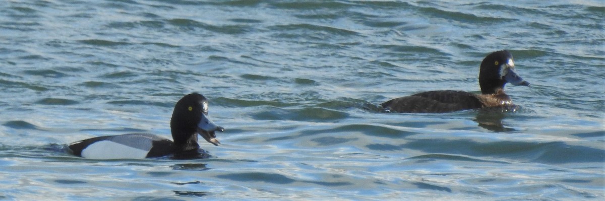 Greater Scaup - ML208743871