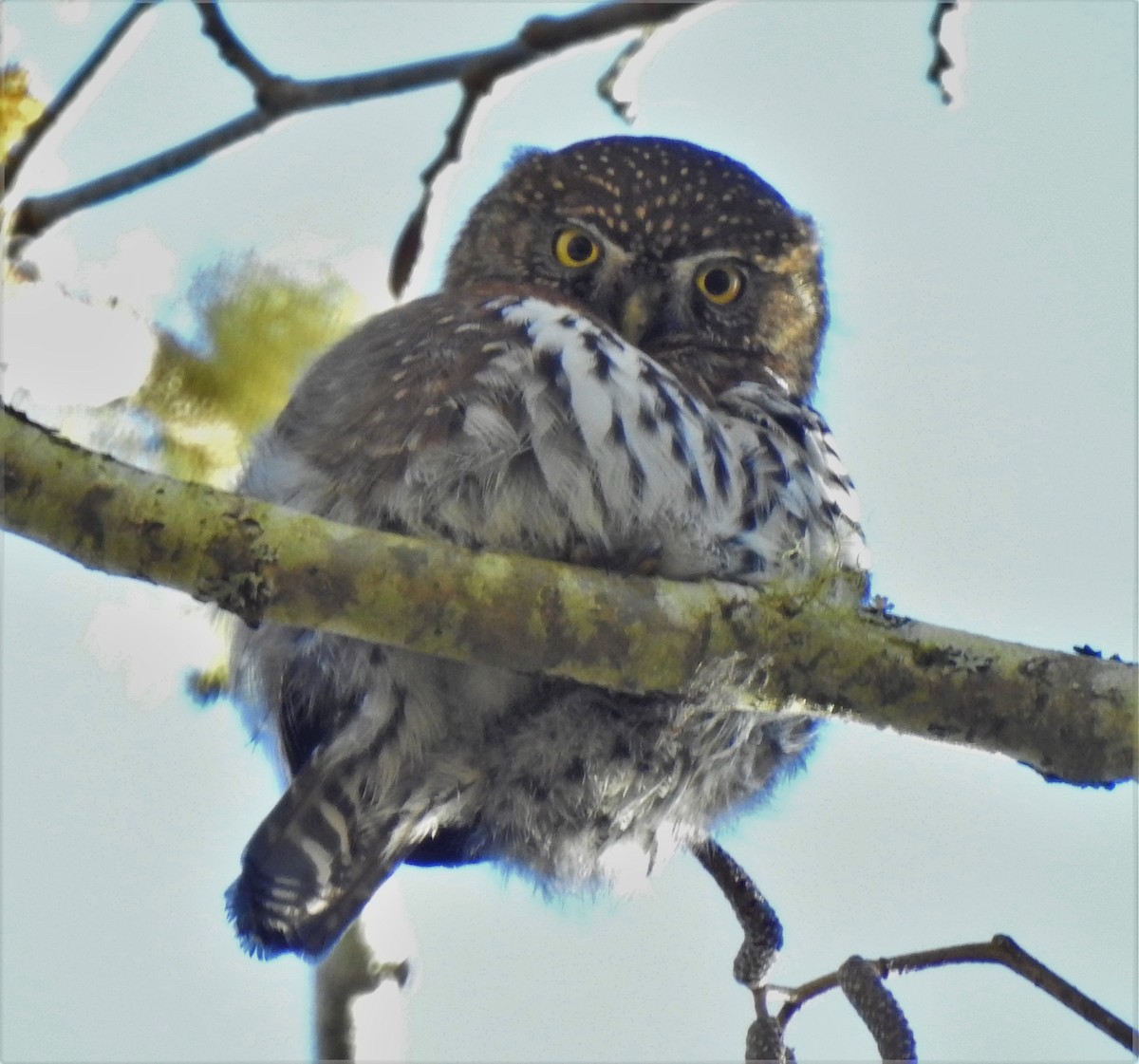 Northern Pygmy-Owl - ML208744121