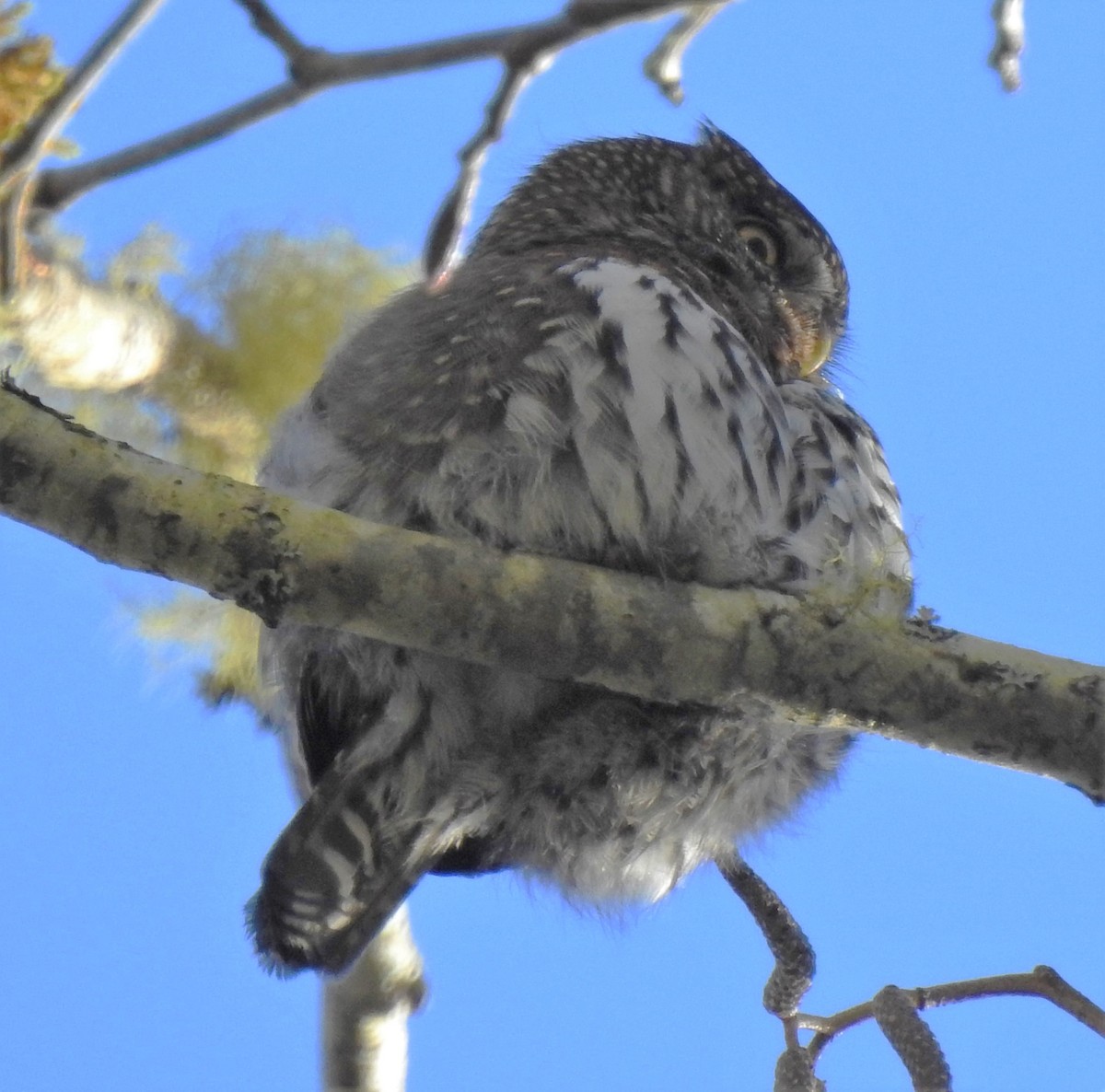Northern Pygmy-Owl - ML208744221