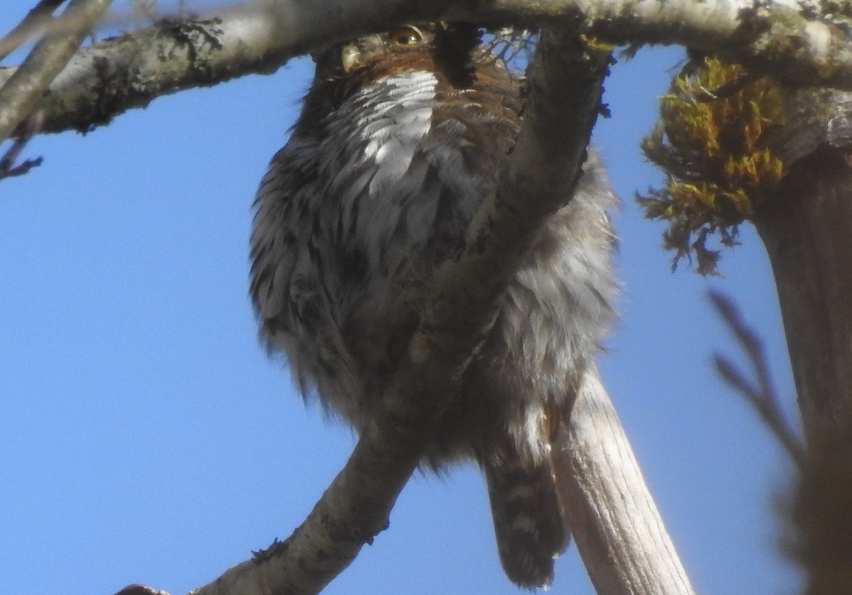 Northern Pygmy-Owl - ML208744611