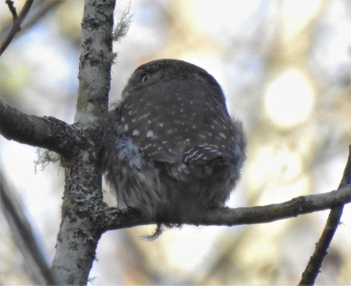 Northern Pygmy-Owl - ML208744631