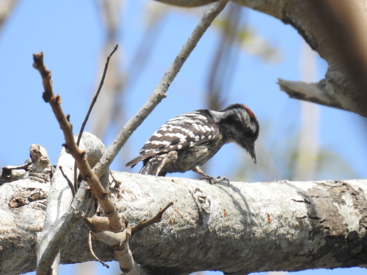 Gray-capped Pygmy Woodpecker - Bhupinderjit  Kaur Waraich
