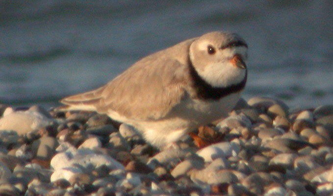Piping Plover - Eric Howe
