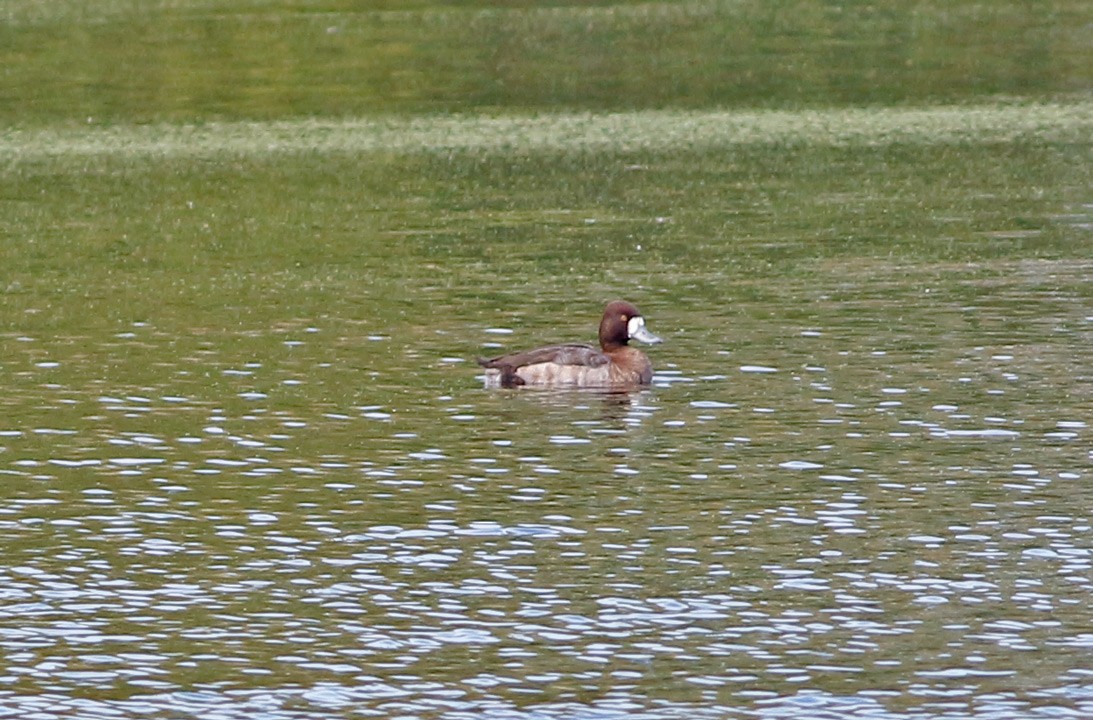 Greater Scaup - ML20874841