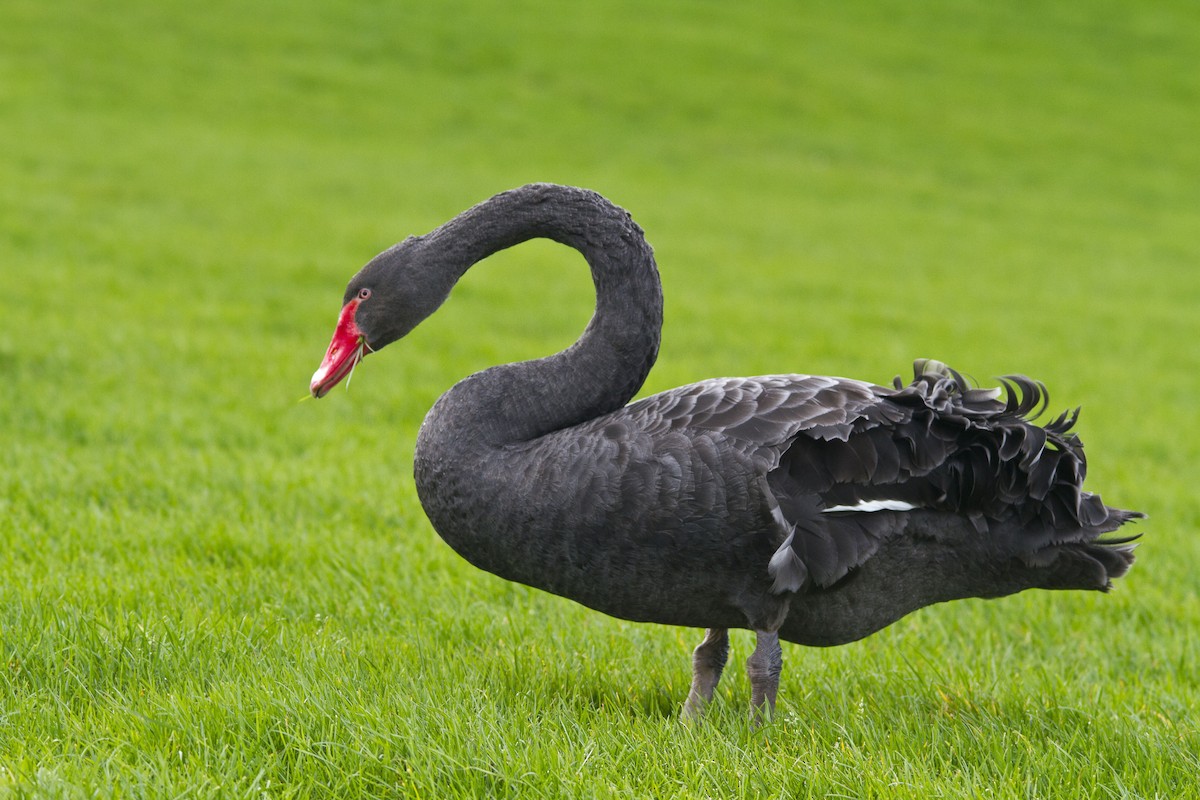 Black Swan - Piet Grasmaijer