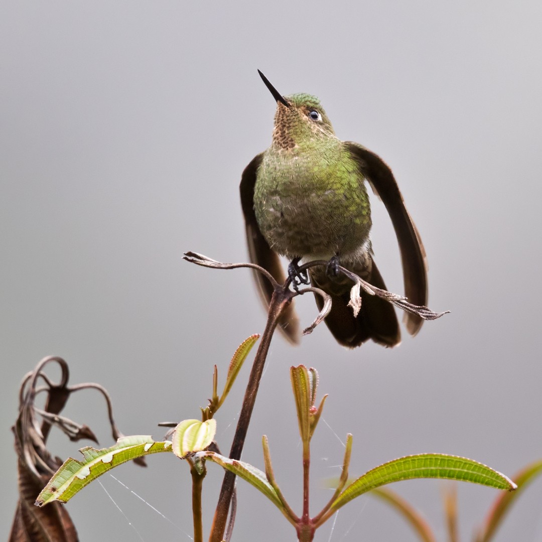 Fire-throated Metaltail - ML208750061