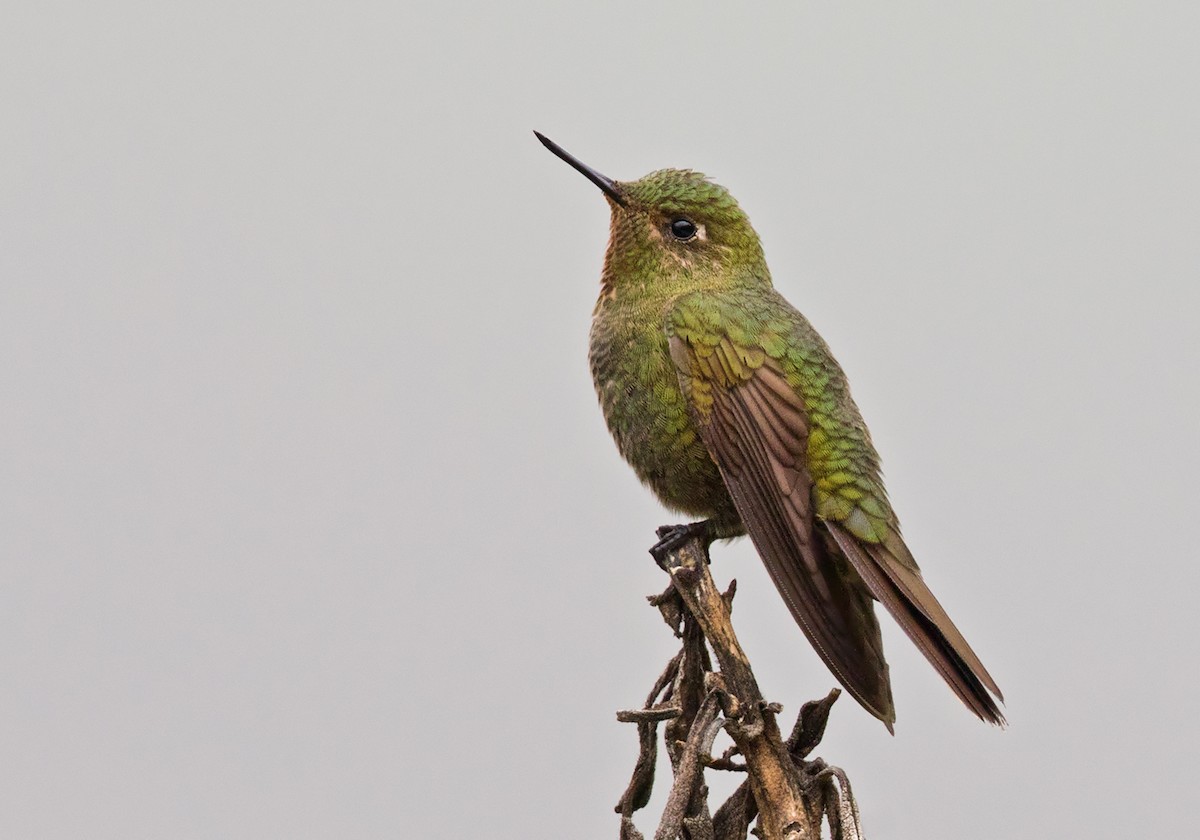 Fire-throated Metaltail - ML208750071