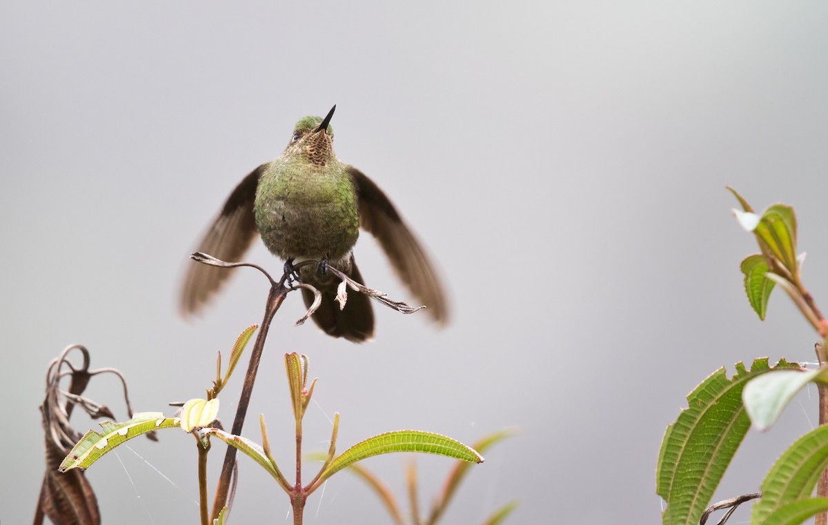 Fire-throated Metaltail - ML208750081