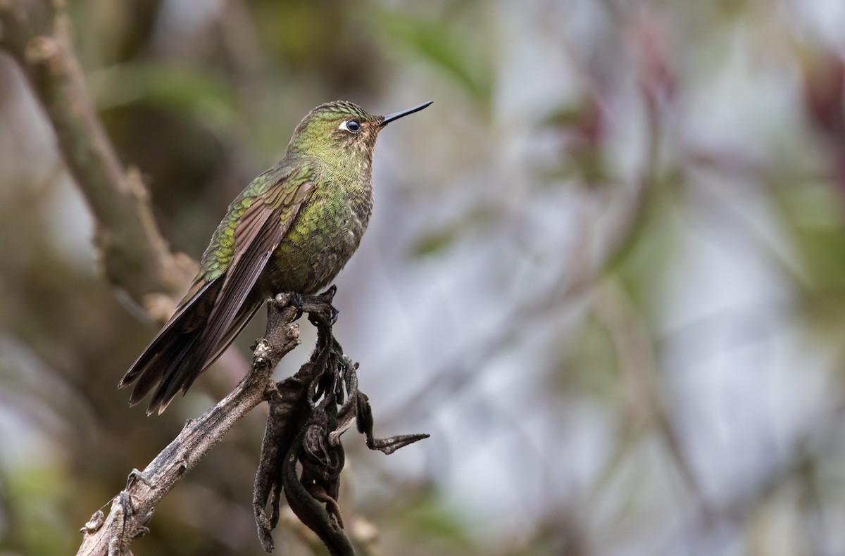 Fire-throated Metaltail - Lars Petersson | My World of Bird Photography