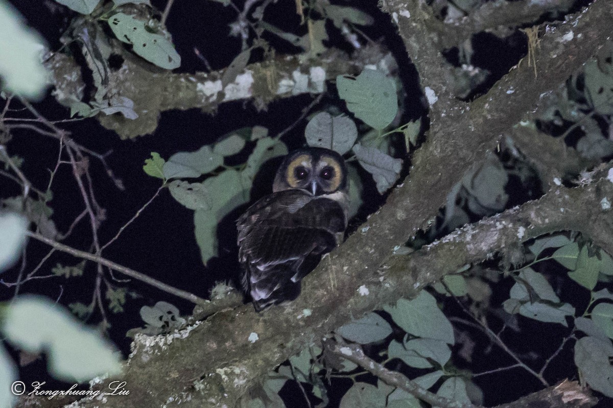 Brown Wood-Owl - Zongzhuang Liu
