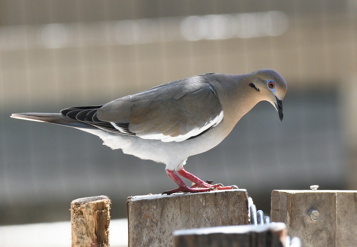 White-winged Dove - Matthew Garvin