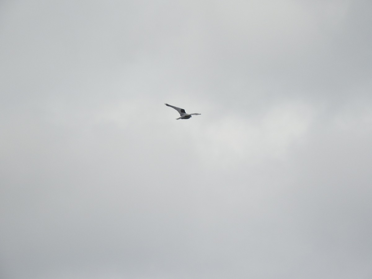 Black-shouldered Kite - George Vaughan