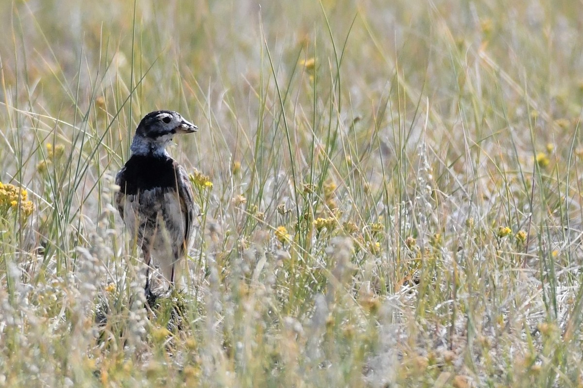 Thick-billed Longspur - ML208758941
