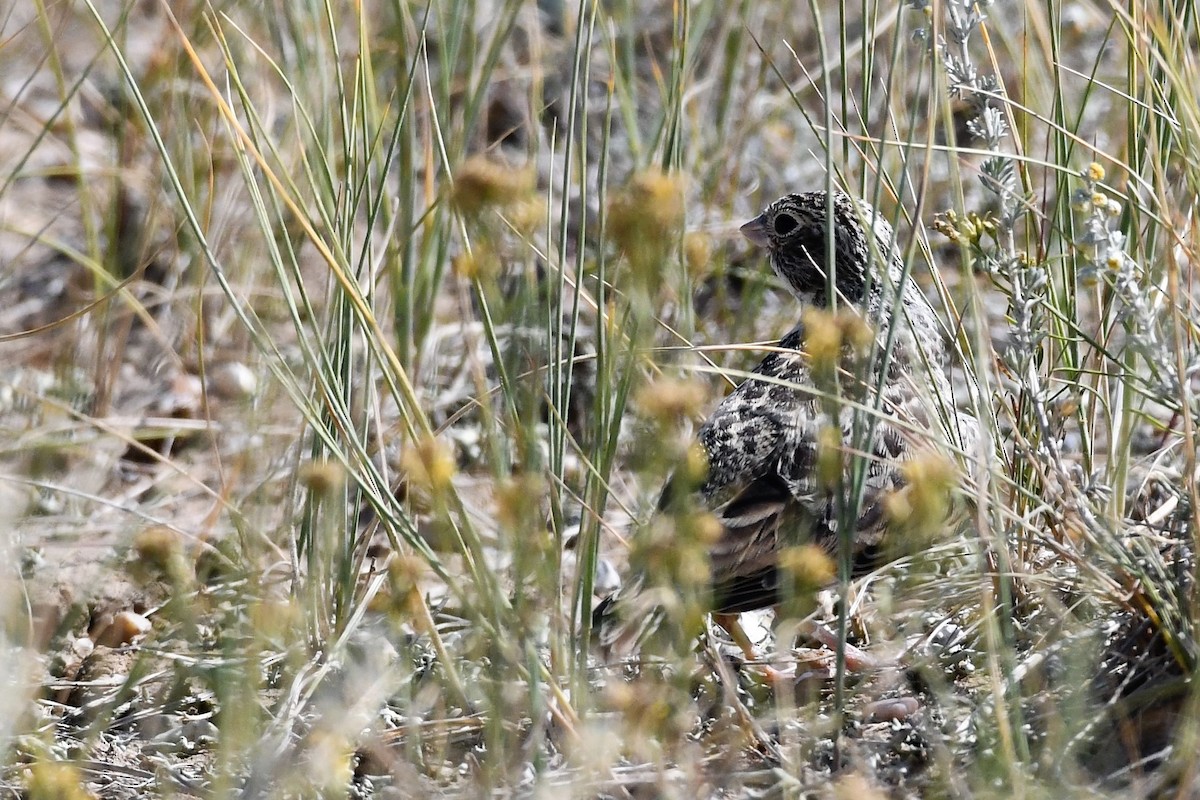 Thick-billed Longspur - ML208758991