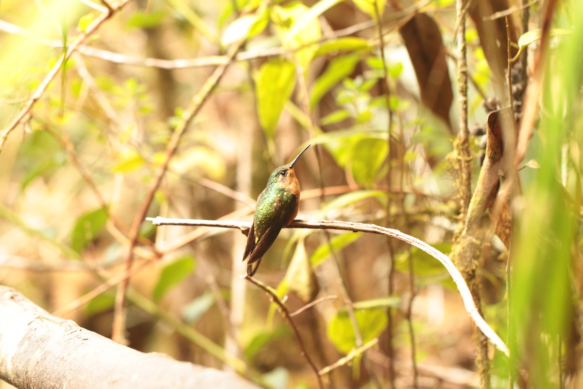 Rufous-breasted Sabrewing - ML208760511