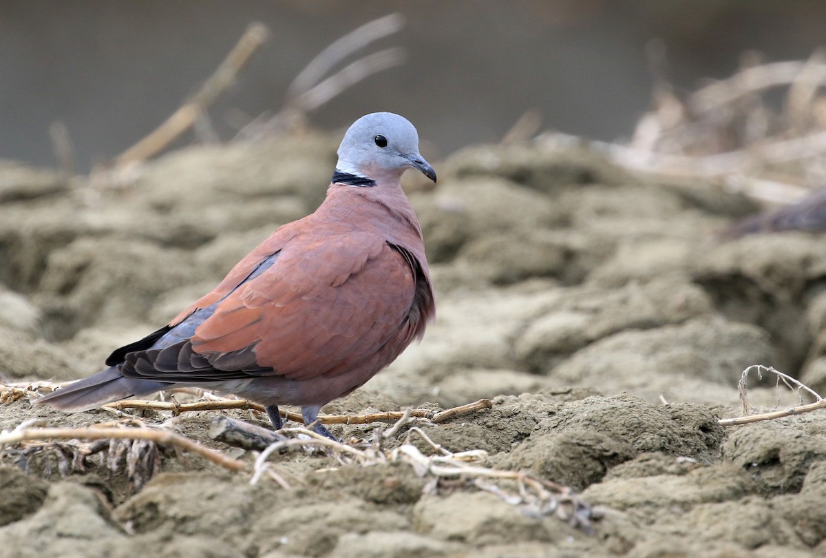 Red Collared-Dove - ML208760961