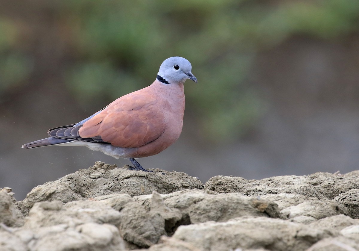 Red Collared-Dove - ML208760971