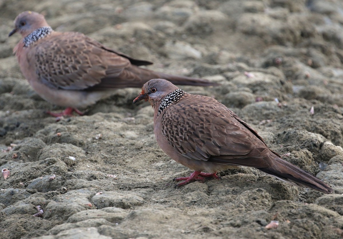 Spotted Dove - ML208761041