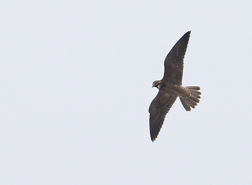 Peregrine Falcon (Indo-Pacific) - ML208761671