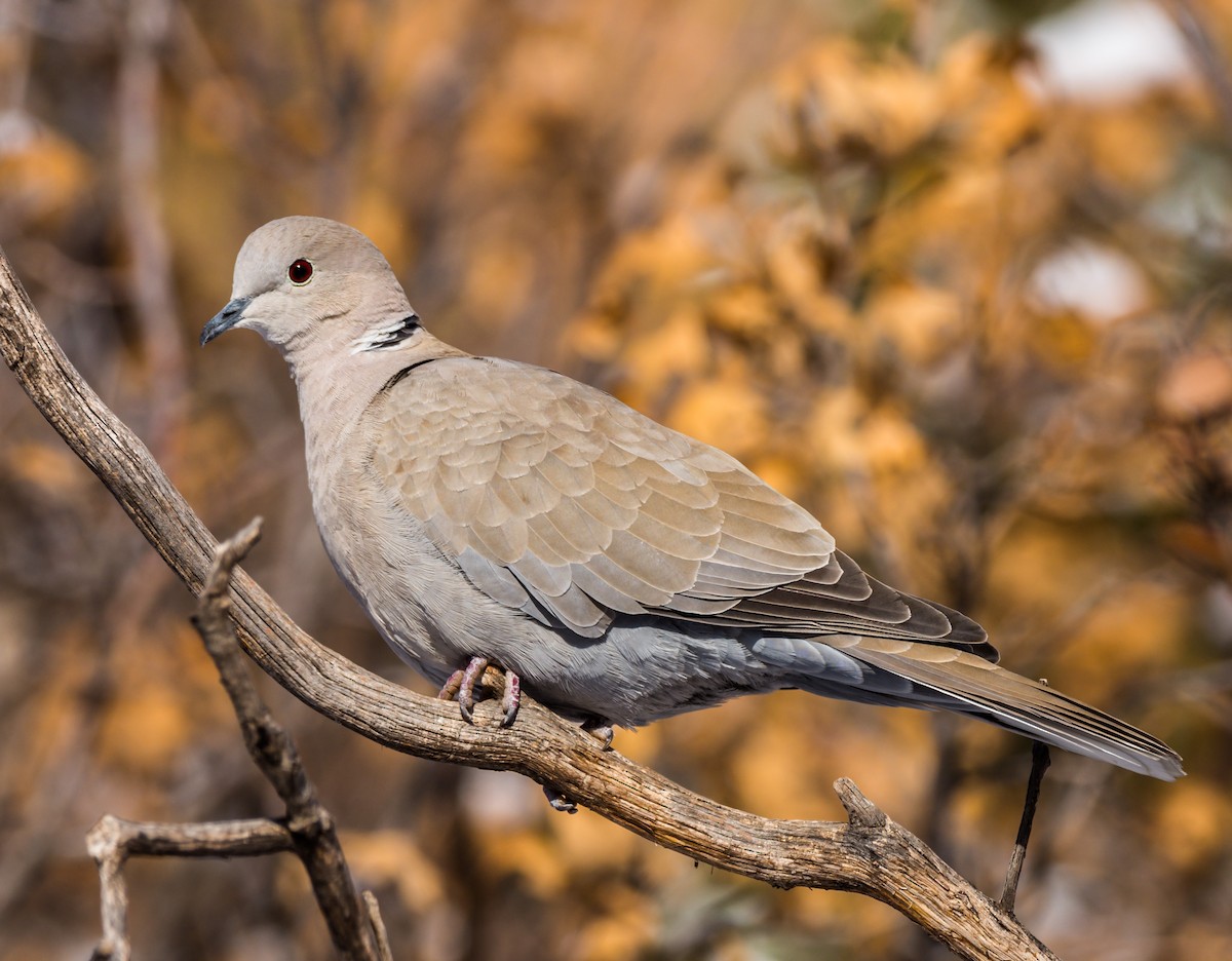 Eurasian Collared-Dove - Jim Merritt