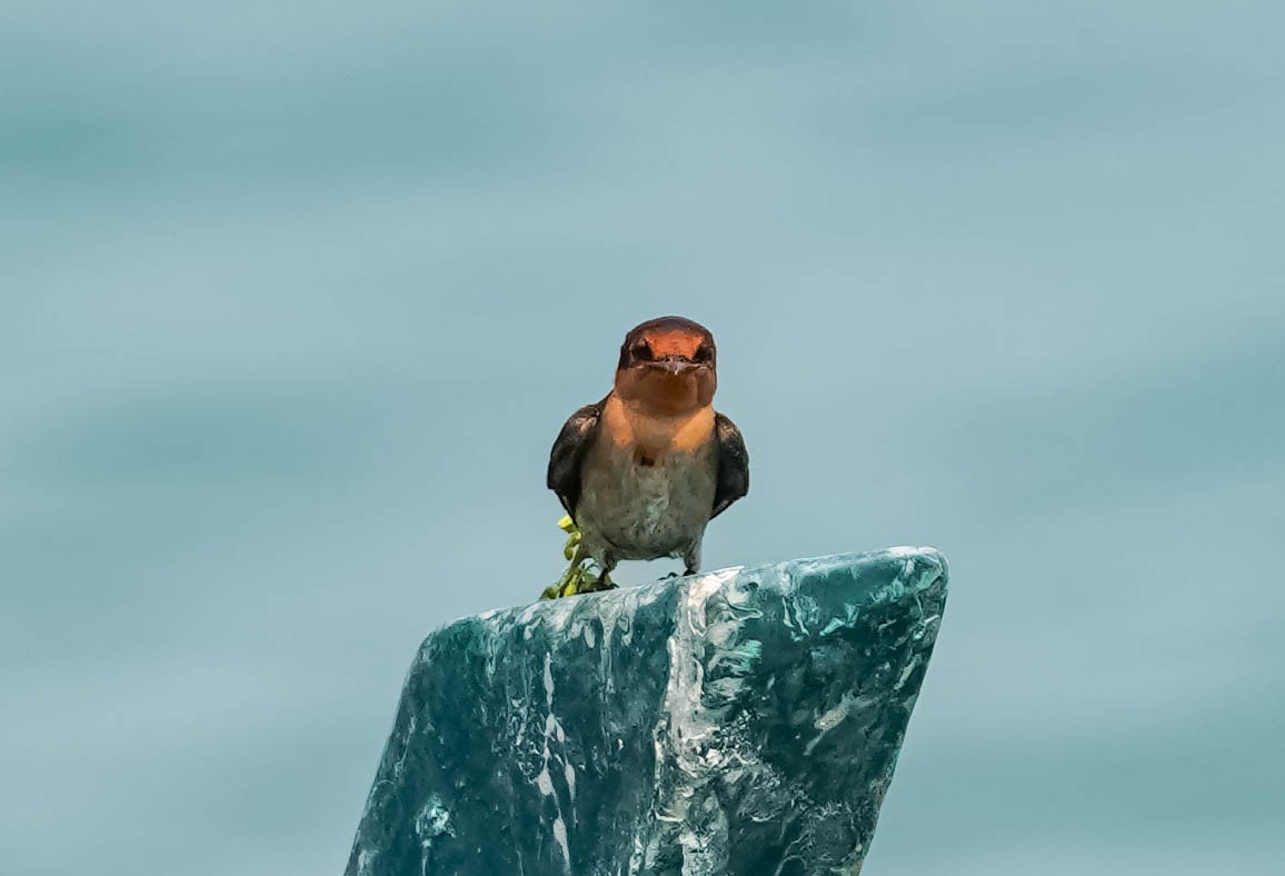 Pacific Swallow - ML208765951